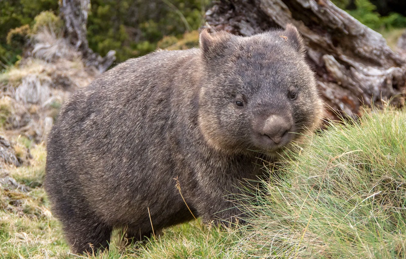 Photo wallpaper grass, Australia, mammals, chord, marsupials, Wombat, dvortsovye, ambatovy