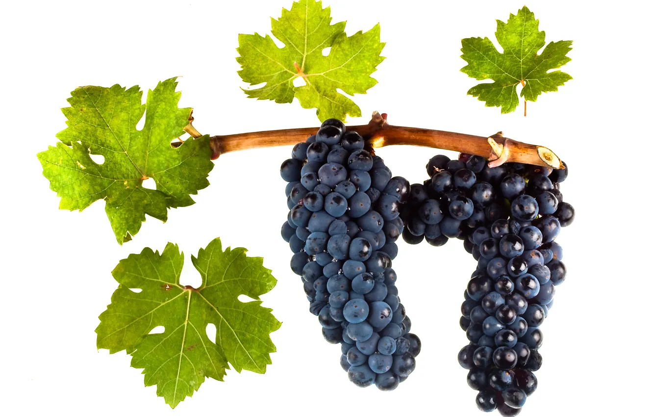 Photo wallpaper wine, leaves, grapes, red wine, vitis vinifera, Zinfandel
