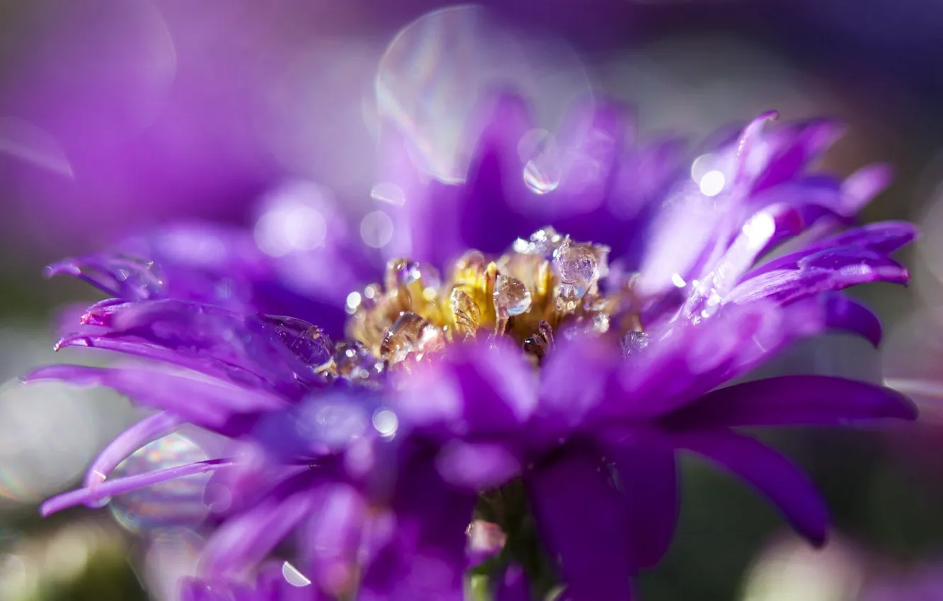 Photo wallpaper petals, Bud, Astra, flowering, lilac