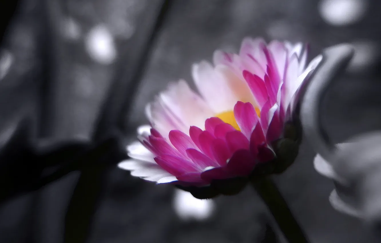 Photo wallpaper flowers, photo, Wallpaper, petals, pink, flowering, wallpapers