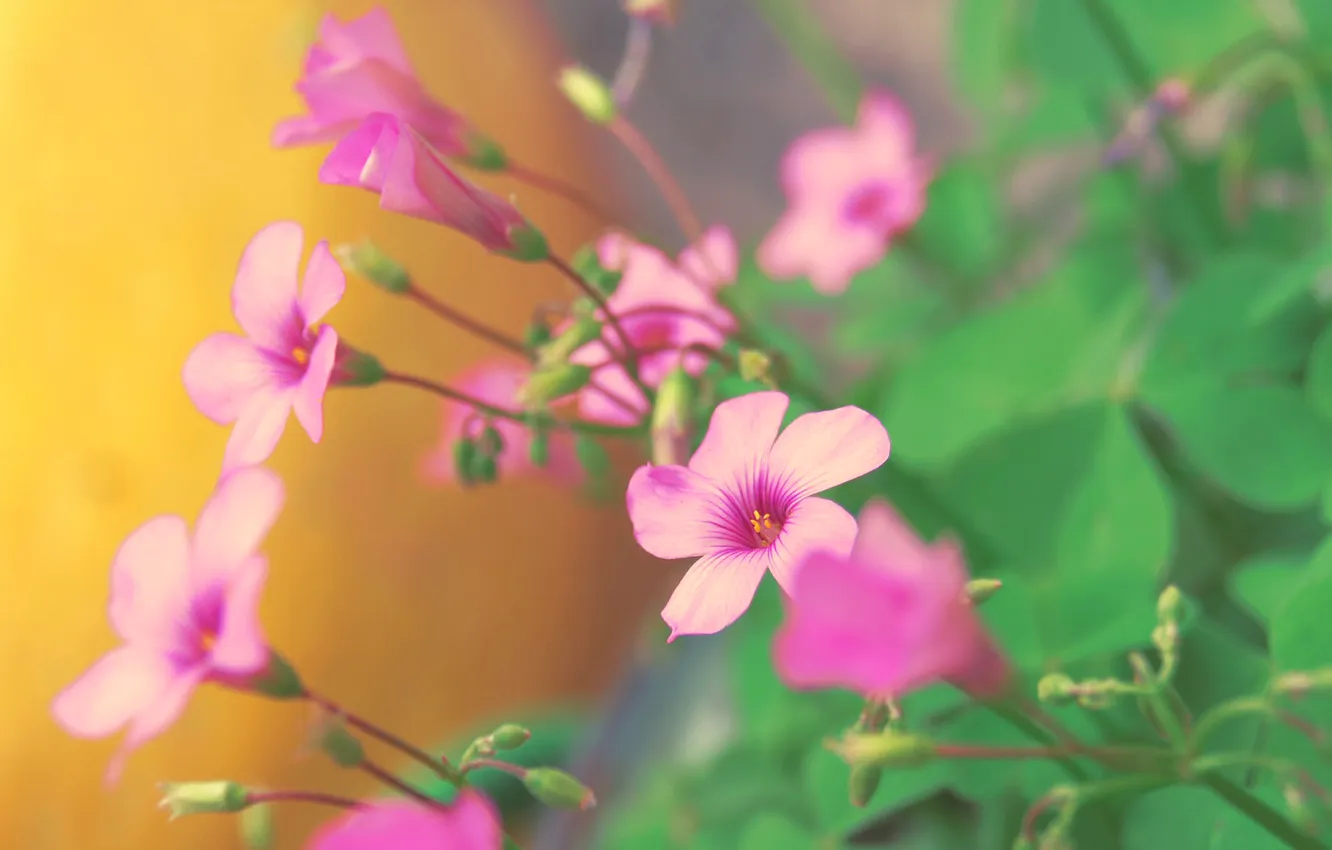 Photo wallpaper flowers, nature, petals