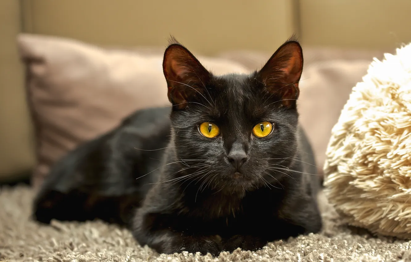 Photo wallpaper cat, look, background