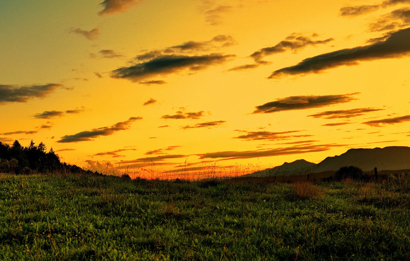 Photo wallpaper the sky, grass, landscape, nature, the evening, sunset