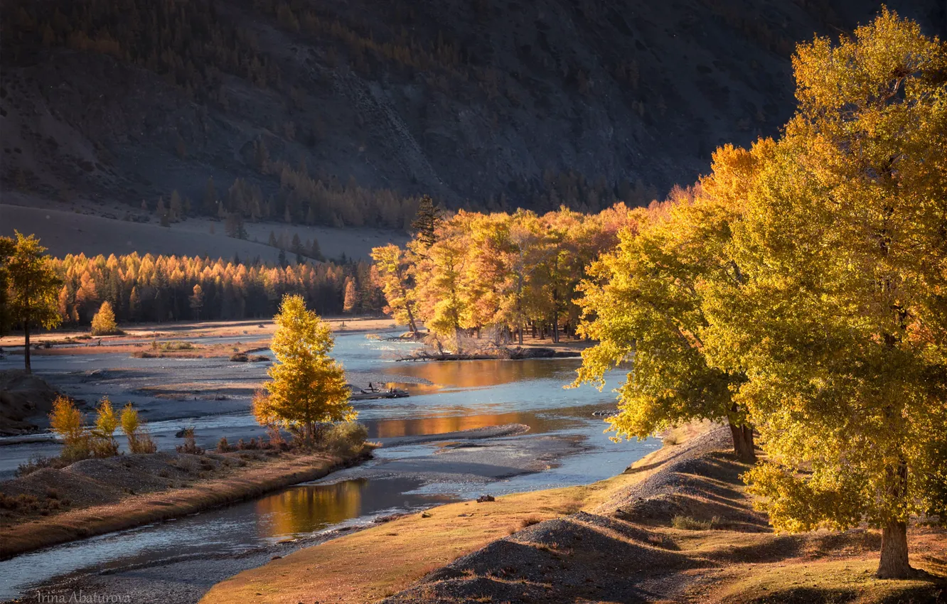 Photo wallpaper autumn, trees, landscape, mountains, nature, river, Altay, Irina Abaturova