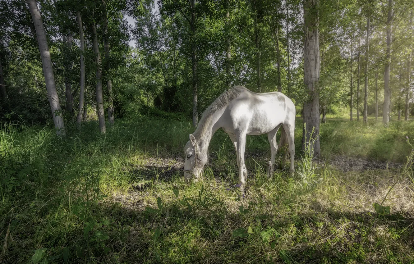 Photo wallpaper summer, nature, horse