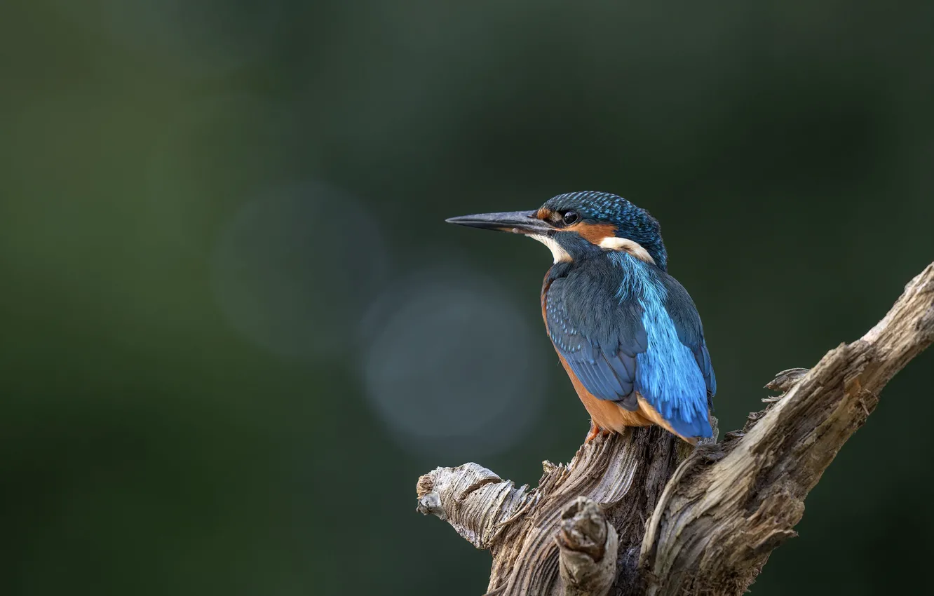 Photo wallpaper bird, snag, Kingfisher