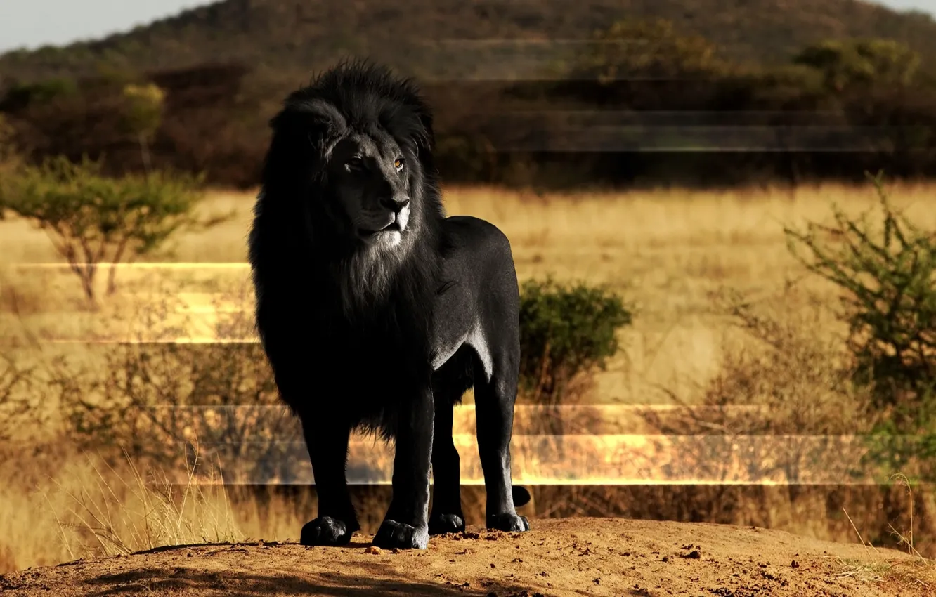 Photo wallpaper black, Leo, Savannah, king of the beasts