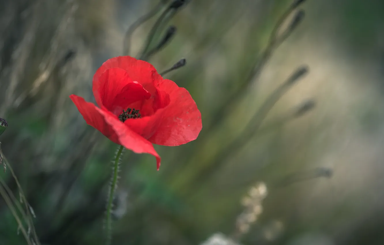 Photo wallpaper red, Mac, petals