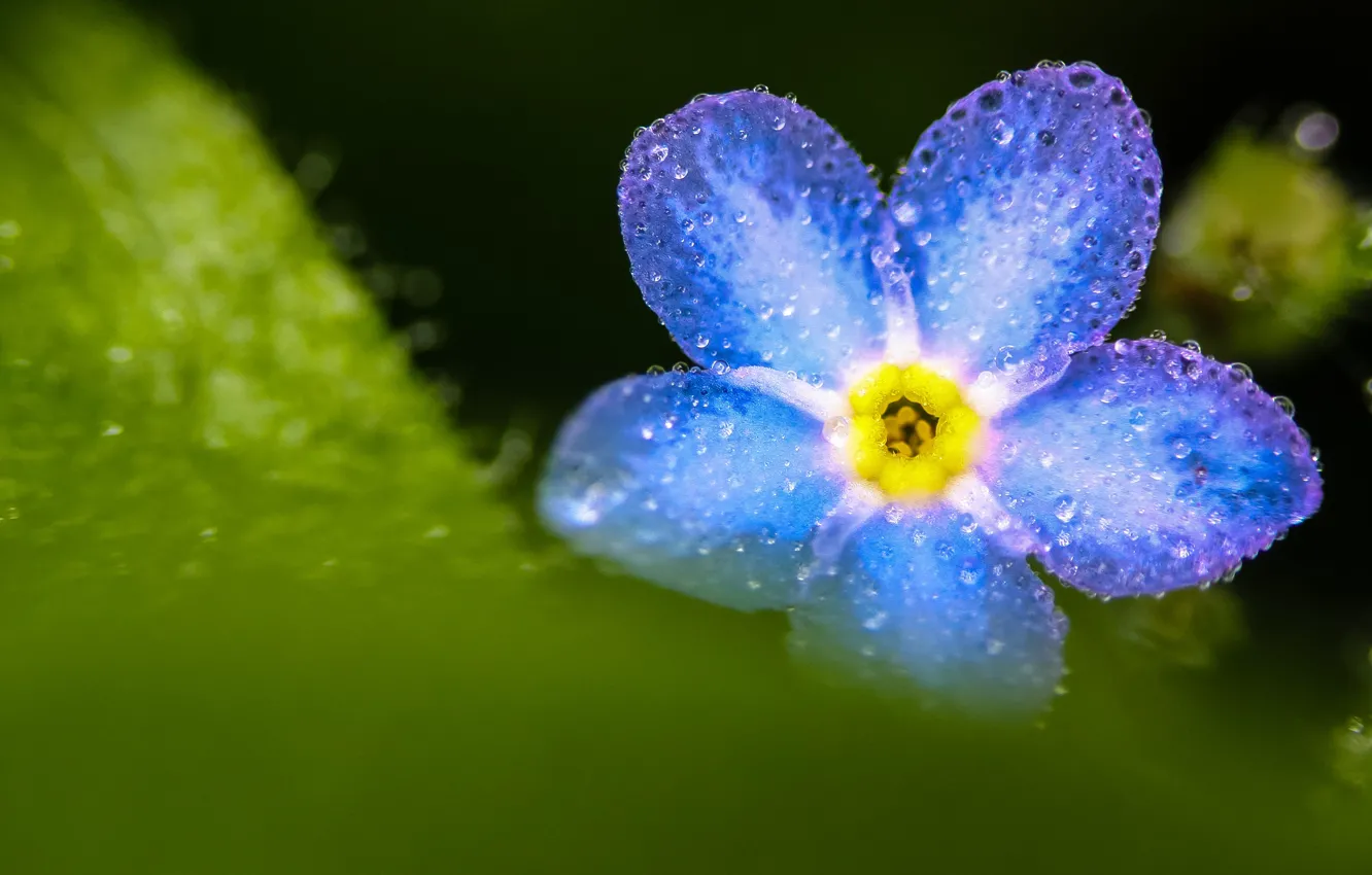Photo wallpaper macro, blue, forget-me-not