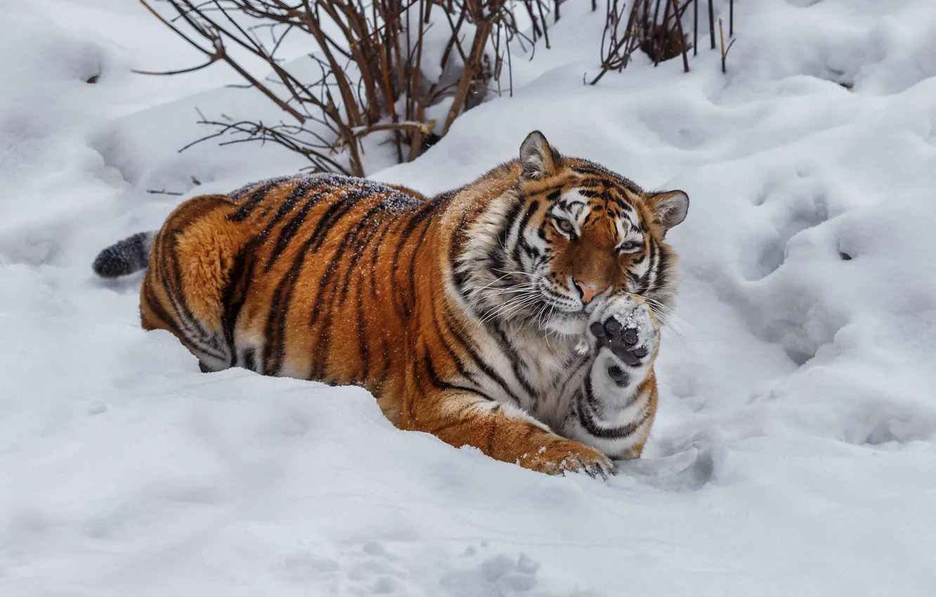 Photo wallpaper winter, snow, tiger, pose, animal, predator, beast, the bushes