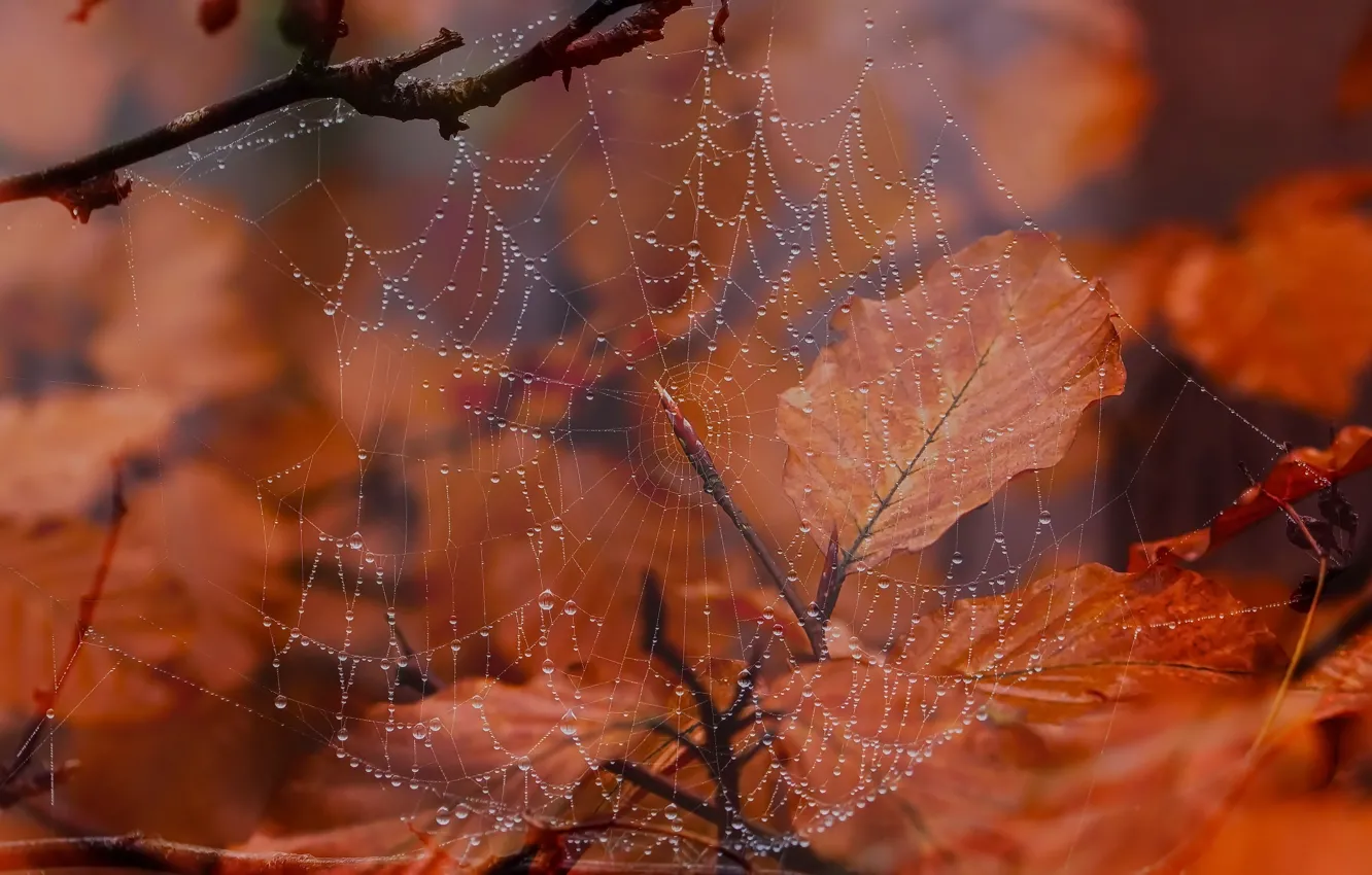 Photo wallpaper autumn, nature, web