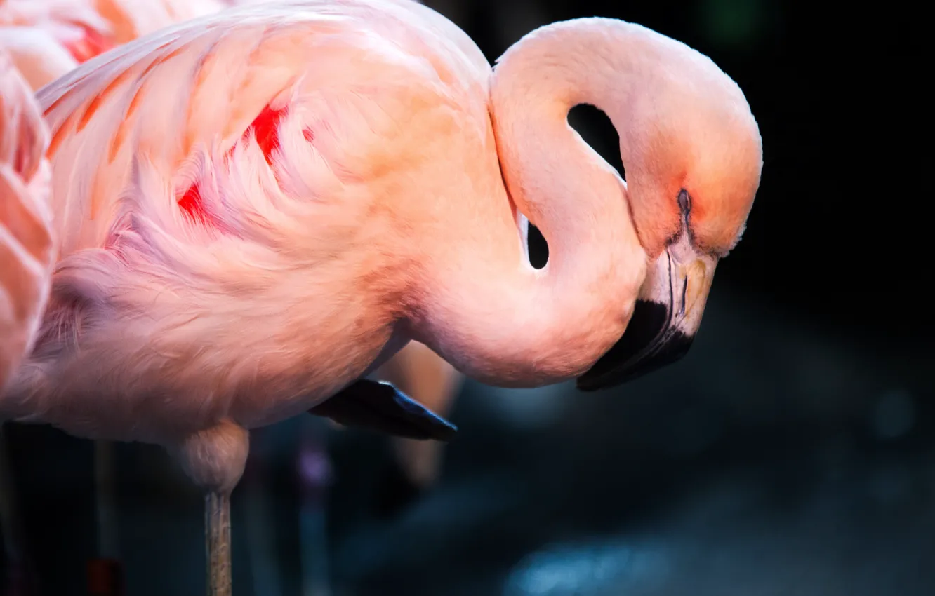 Photo wallpaper bird, sleep, Flamingo