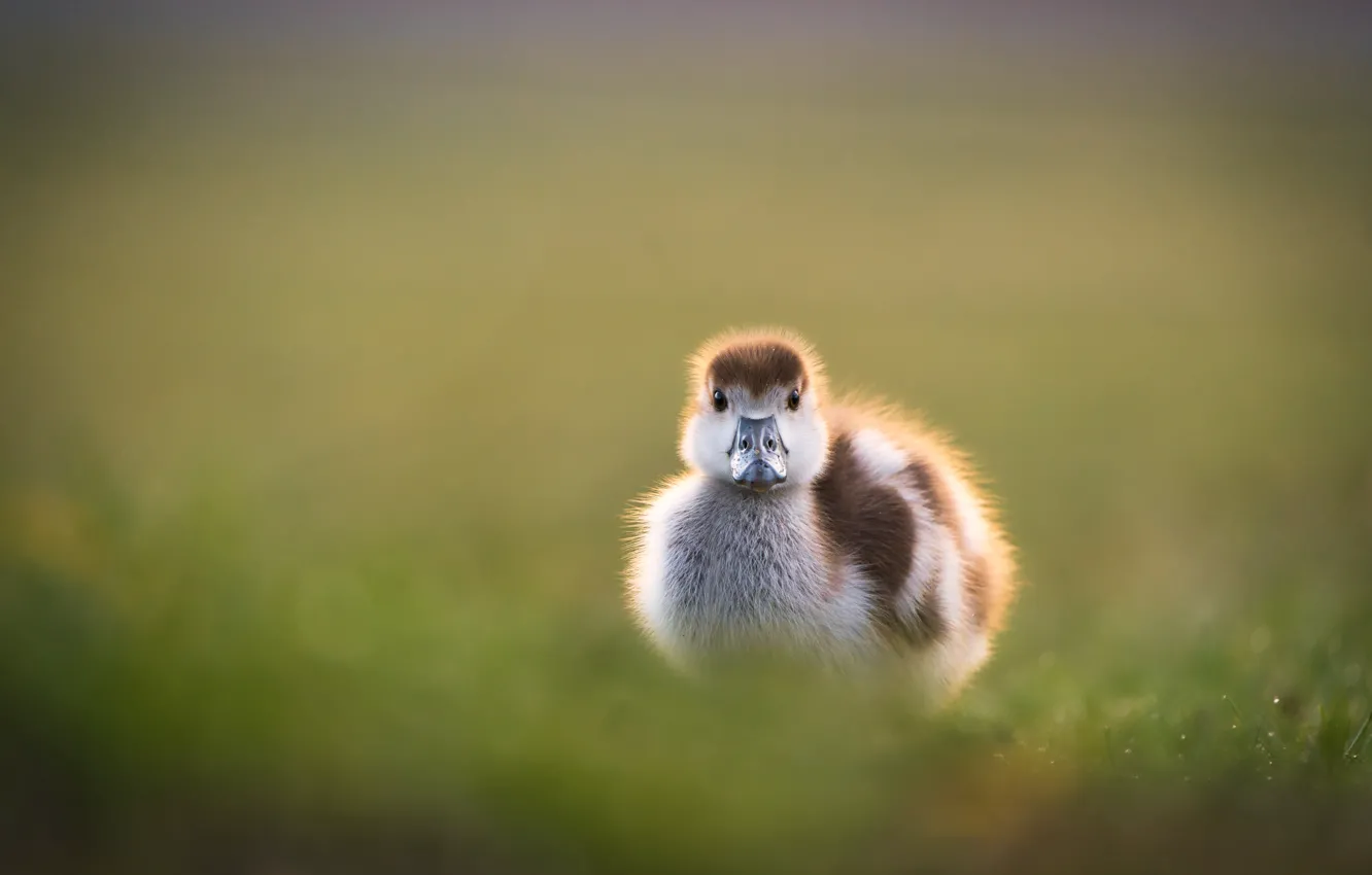 Photo wallpaper bird, duck, walk, duck, Chicks, bokeh