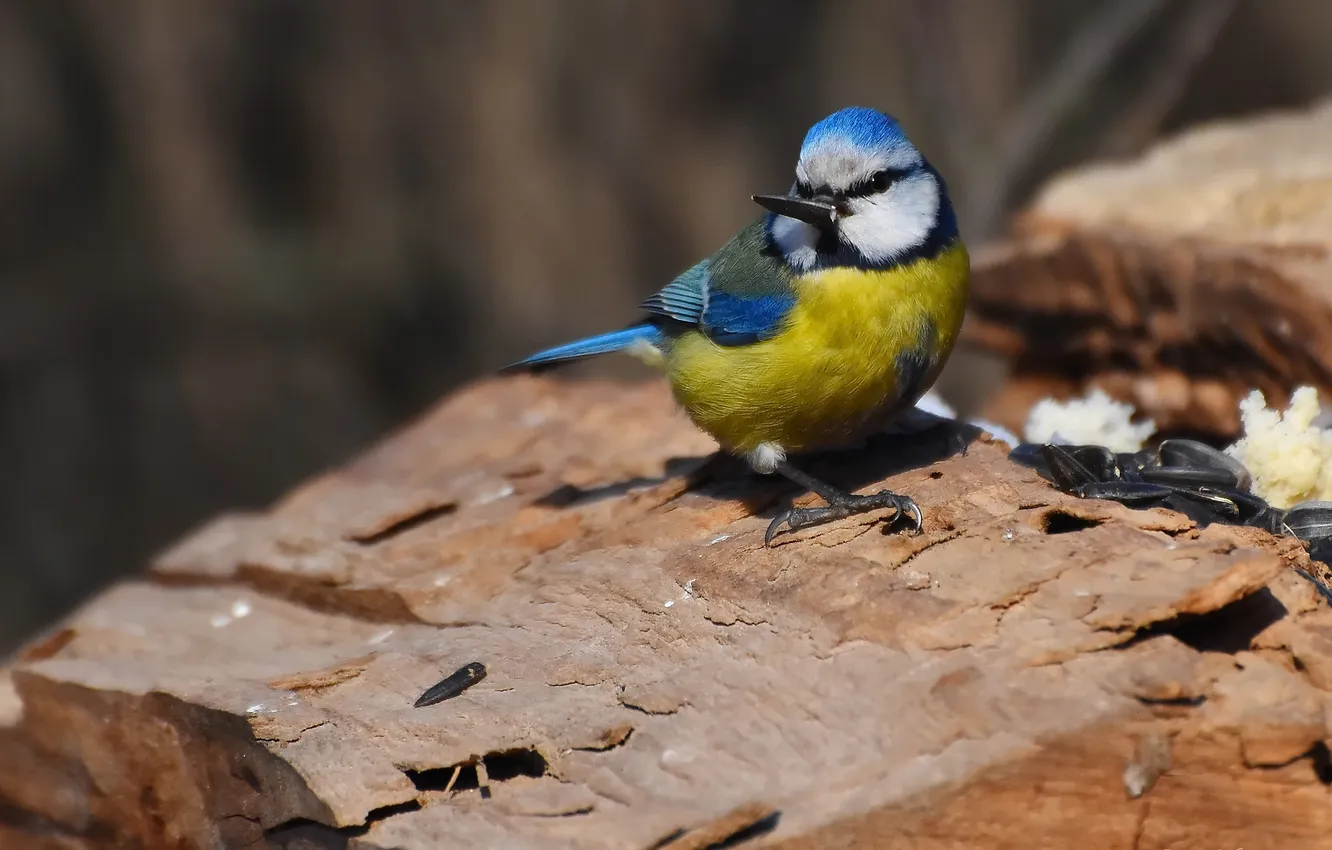 Photo wallpaper bird, blue tit, photohunt