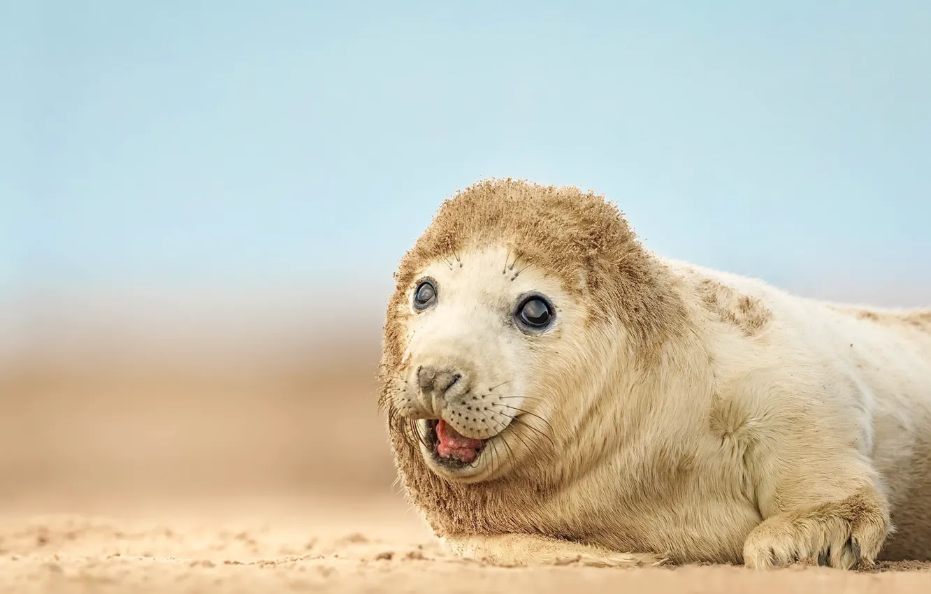 Photo wallpaper seal, nature, wildlife