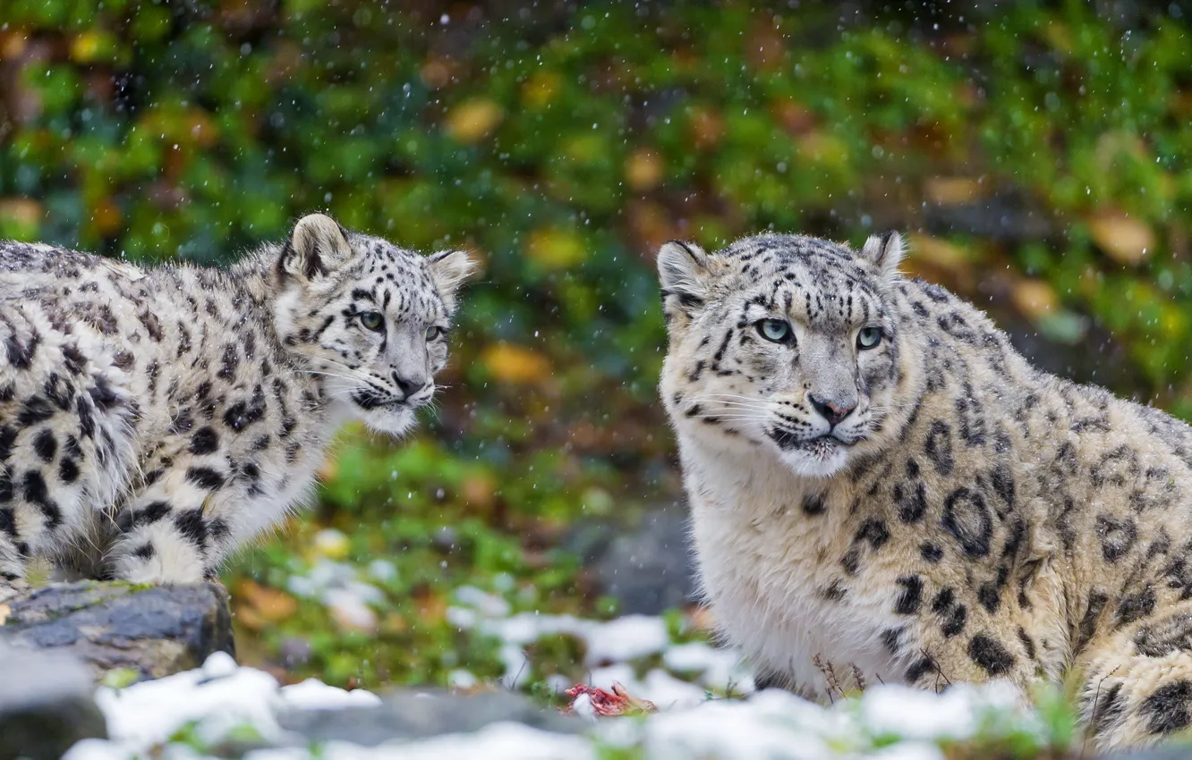 Photo wallpaper predator, family, pair, IRBIS, snow leopard, snow leopard, kitty, mother