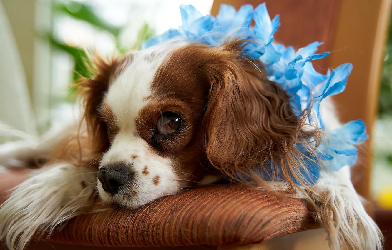 Photo wallpaper flowers, dog, Volker Glatsch