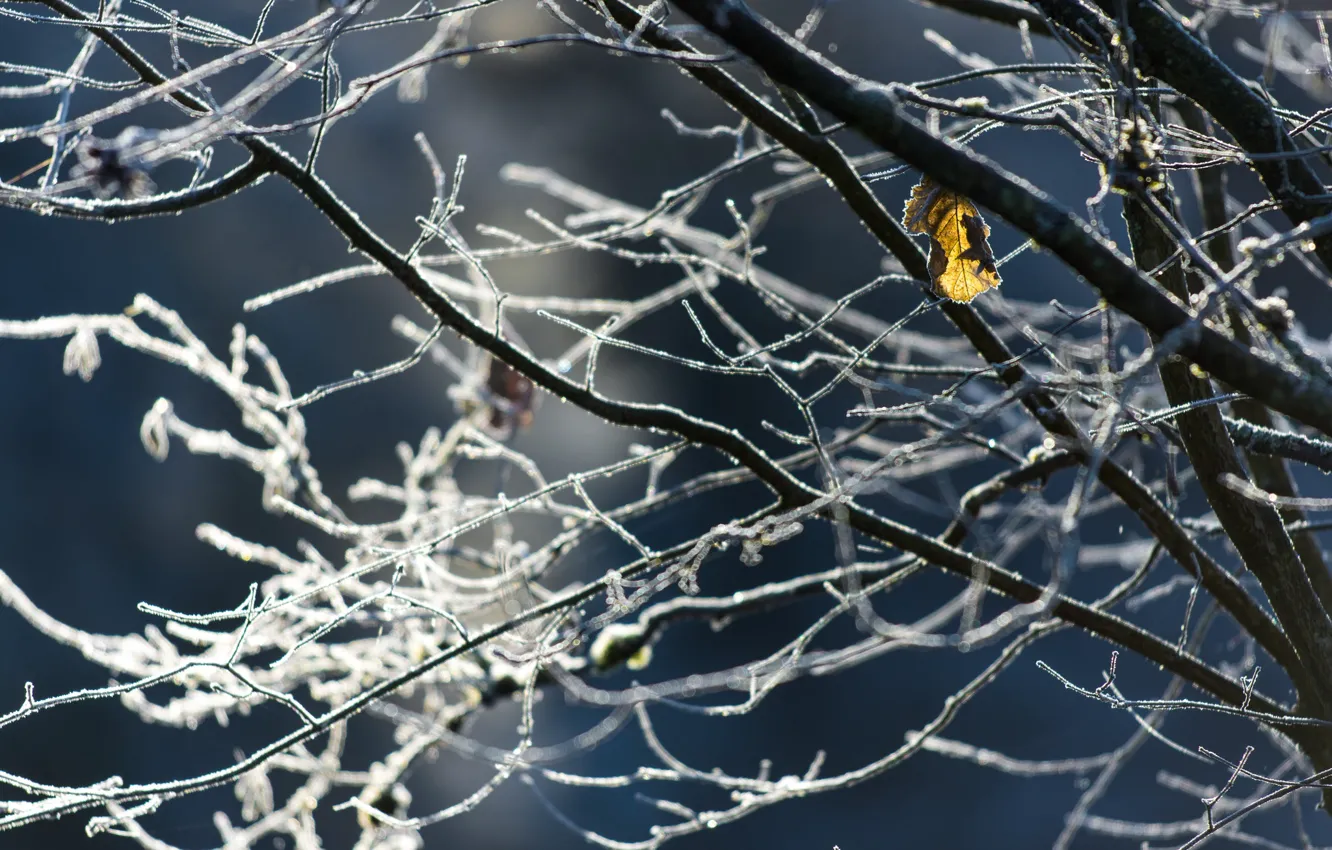Photo wallpaper winter, frost, branches, sheet