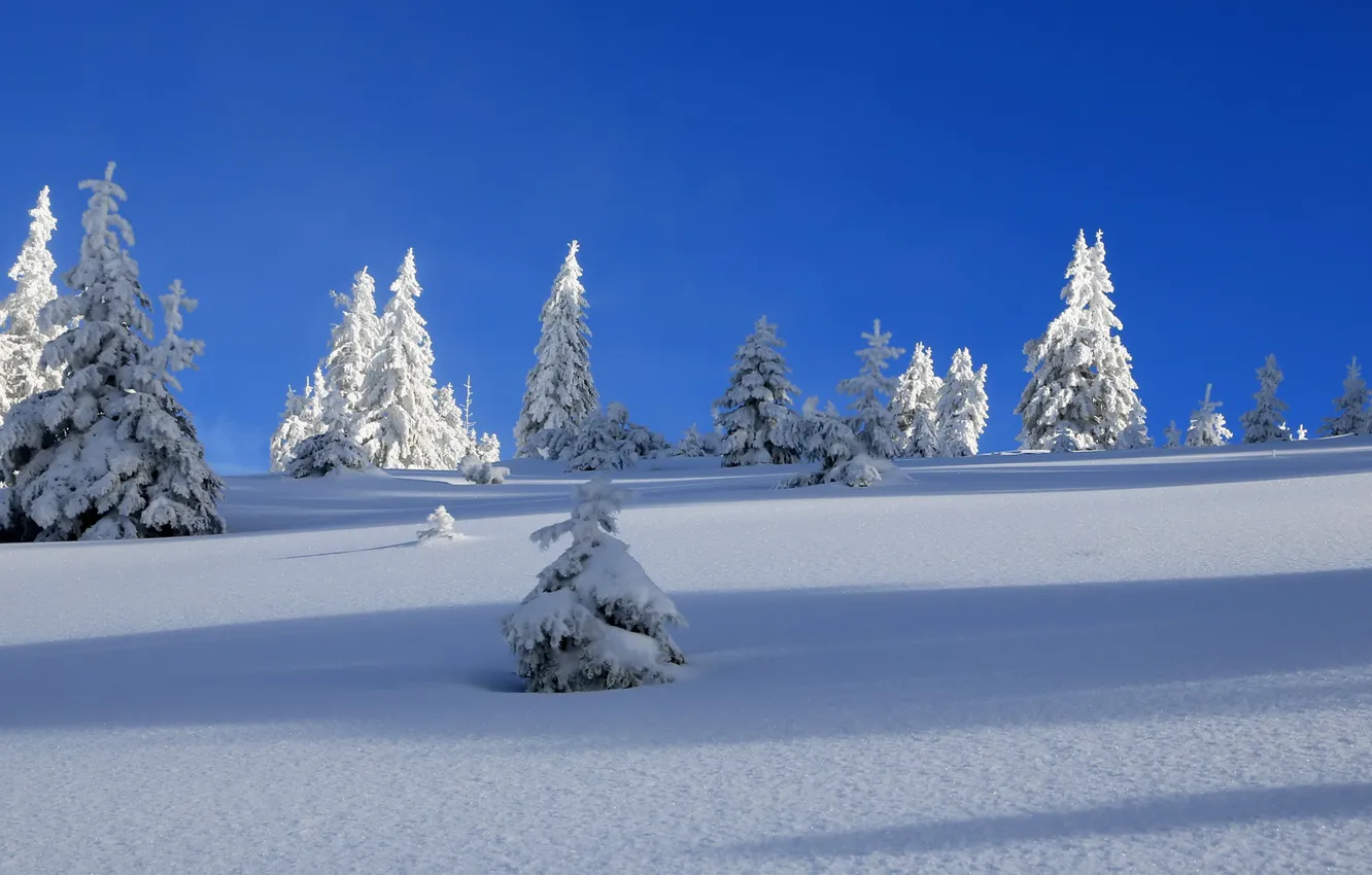 Photo wallpaper winter, snow, tree