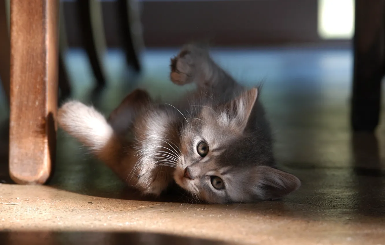 Photo wallpaper kitty, floor, 157