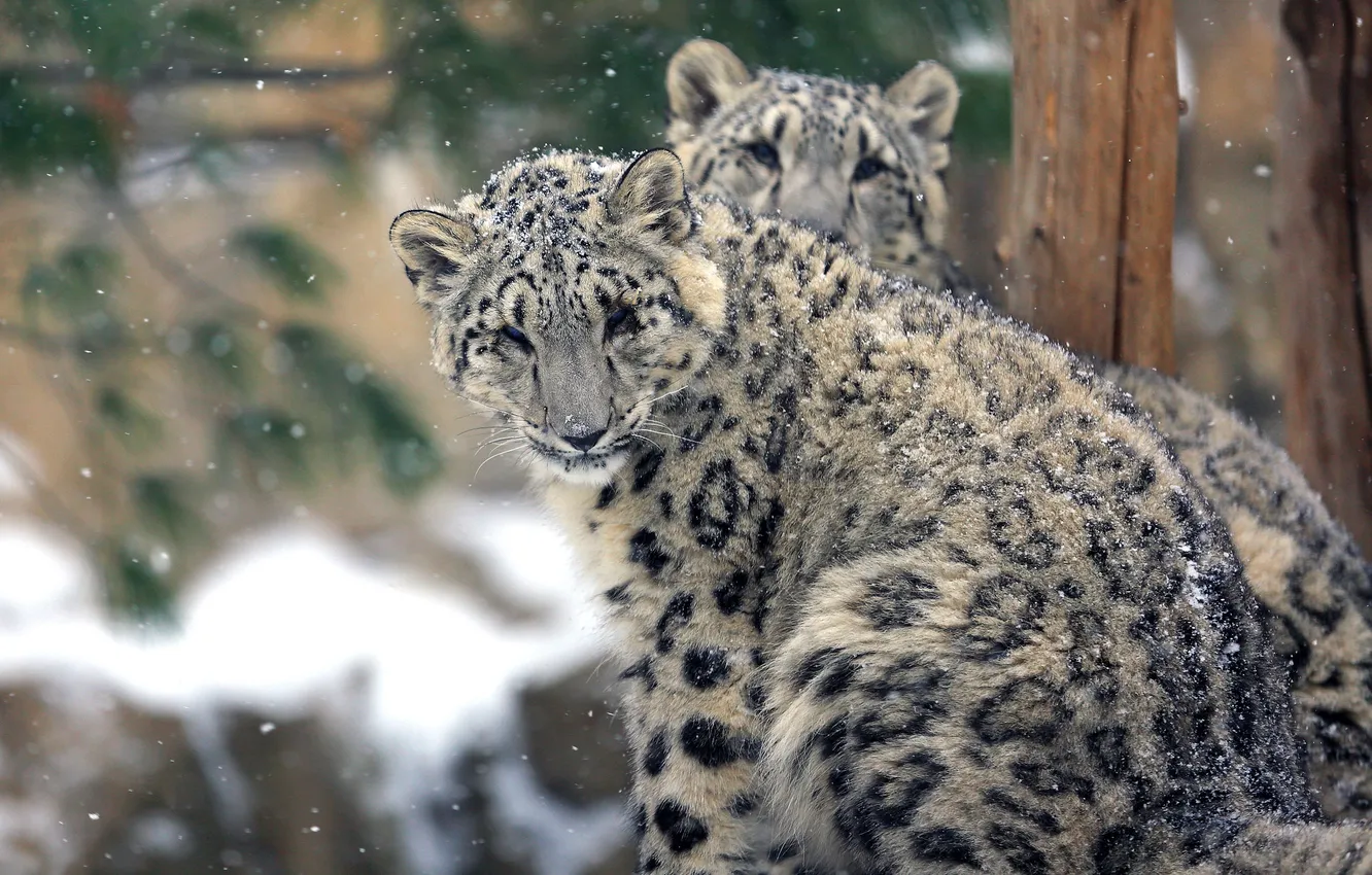 Photo wallpaper snow, snow leopard, two, snowfall, snow leopard, IRBIS