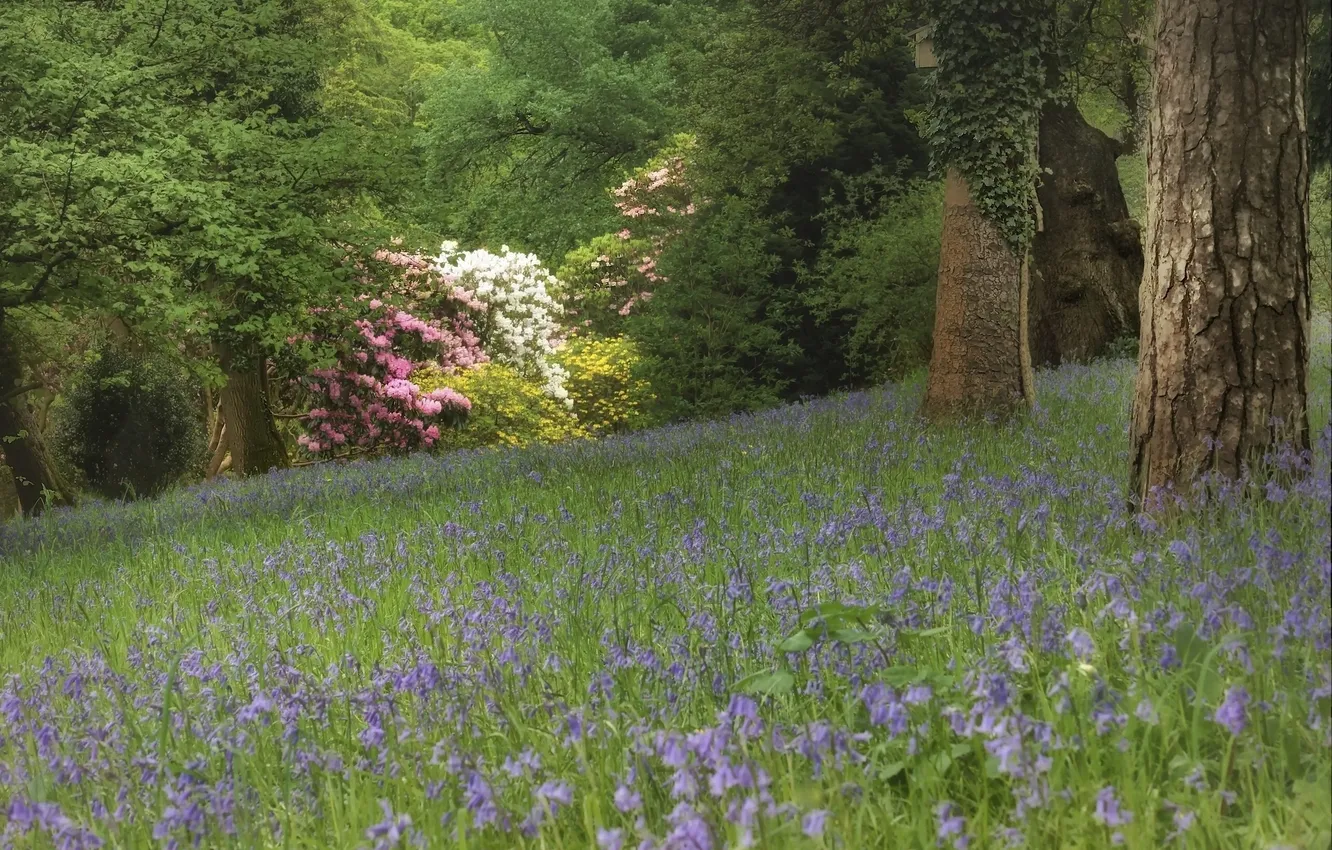 Photo wallpaper forest, trees, flowers, glade, bells, the bushes, rhododendrons