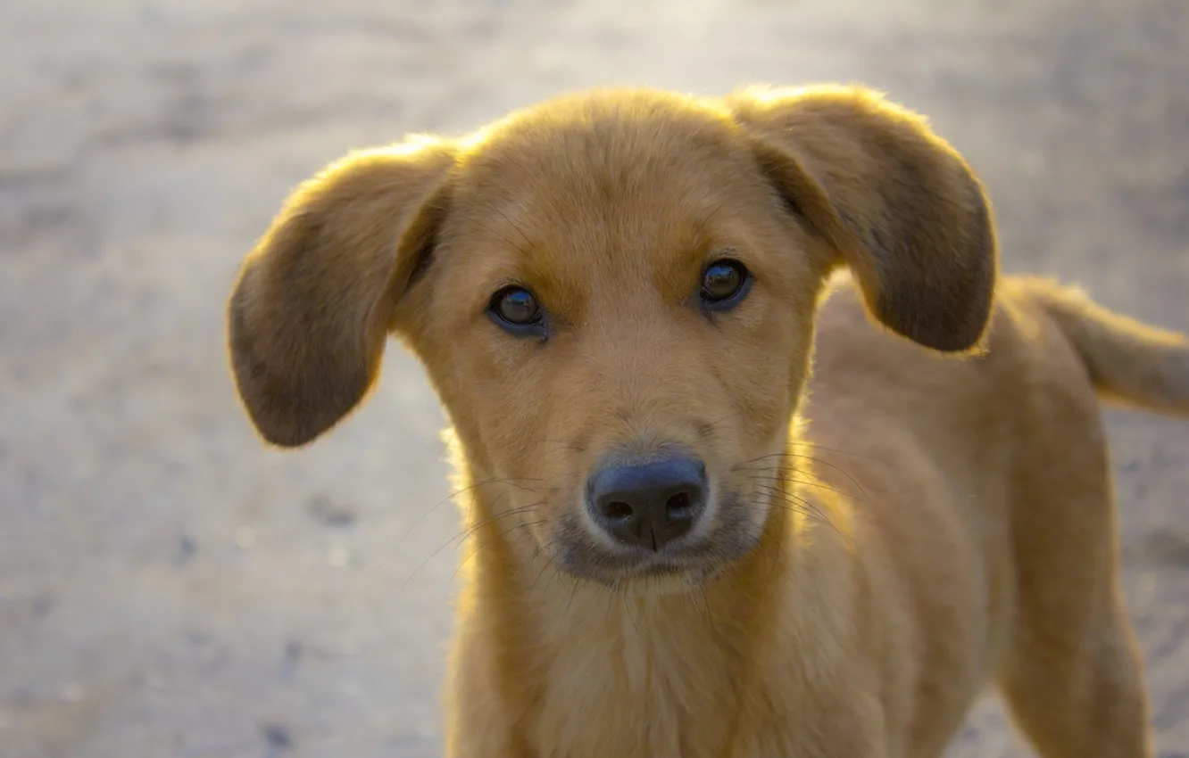 Photo wallpaper road, look, light, dog, ears