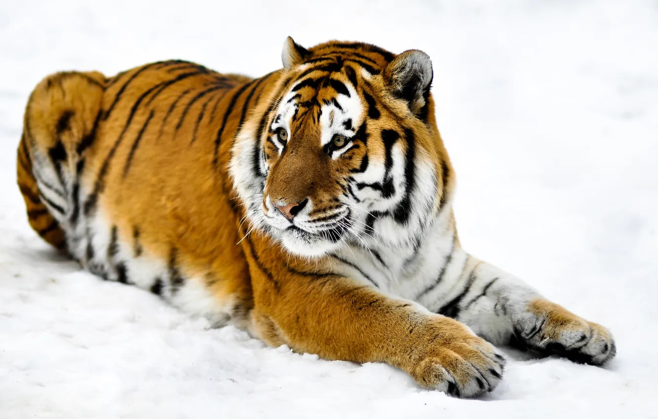 Photo wallpaper face, snow, tiger, paws, skin