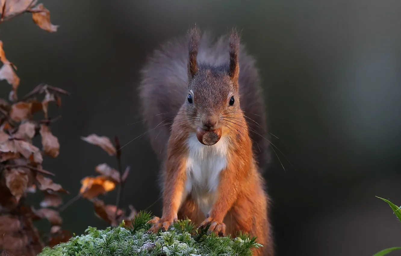 Photo wallpaper moss, protein, red, nuts
