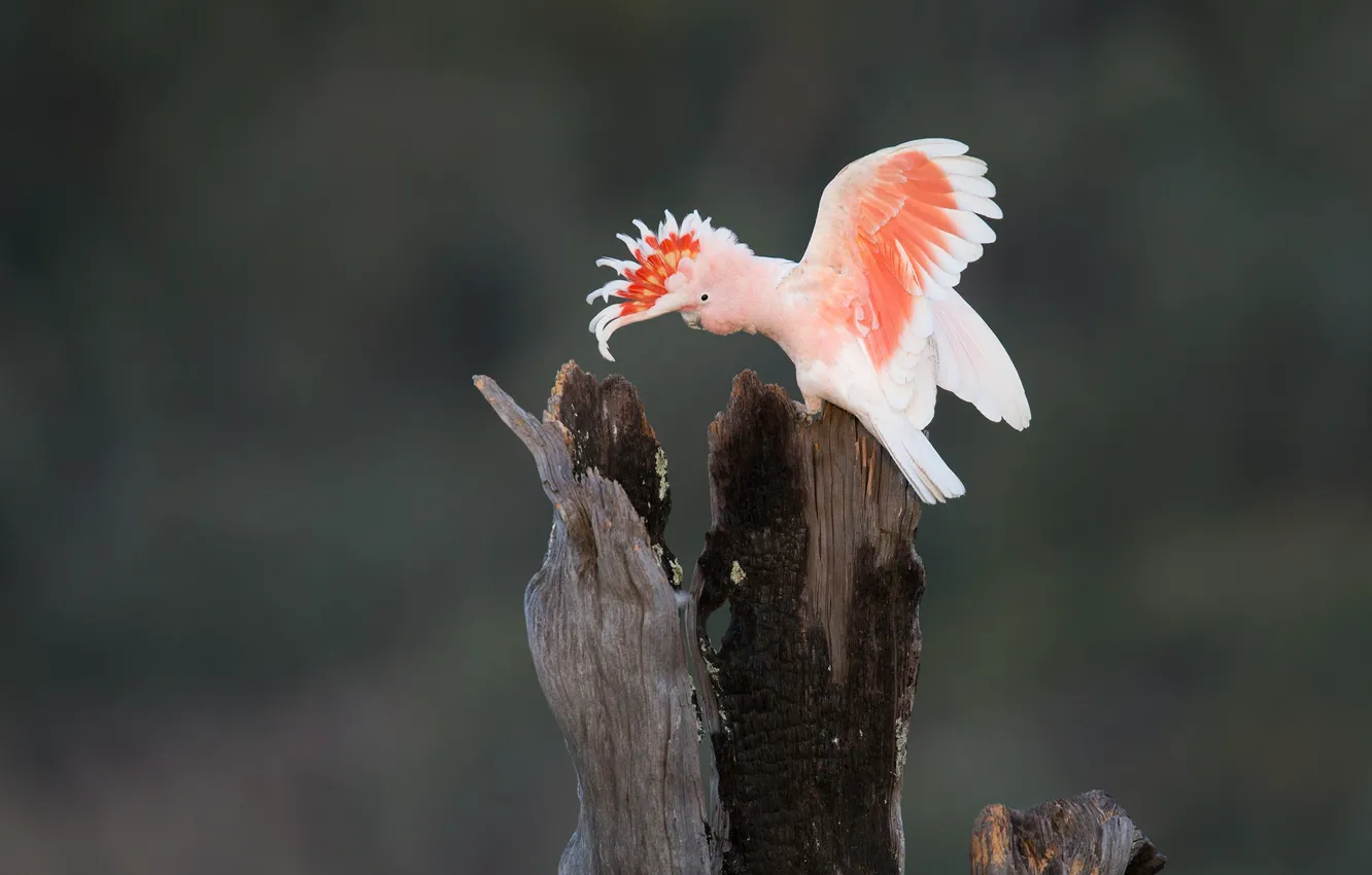 Photo wallpaper trees, bird, parrot, Ara