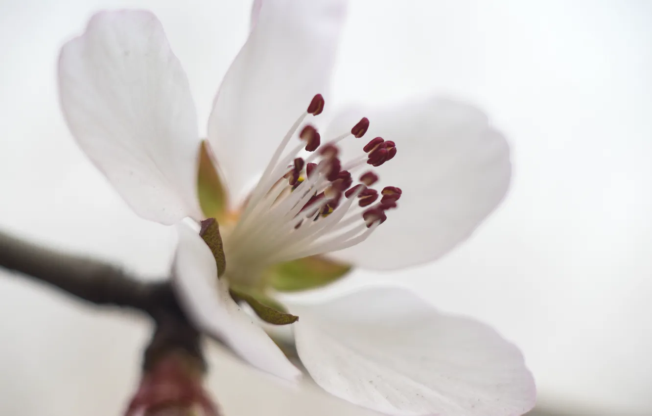 Photo wallpaper white, flower, macro