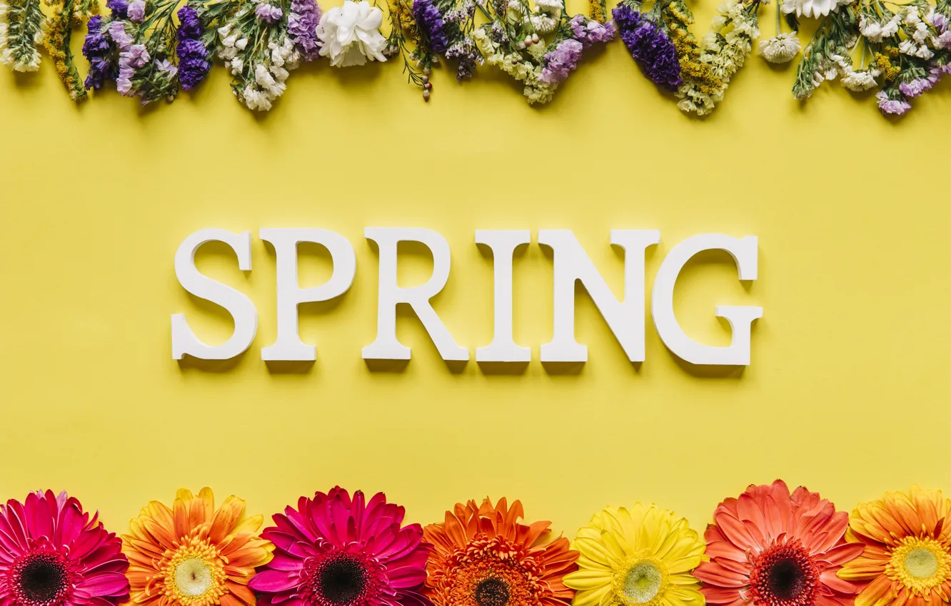 Photo wallpaper flowers, spring, colorful, chrysanthemum, flowers, spring, bright