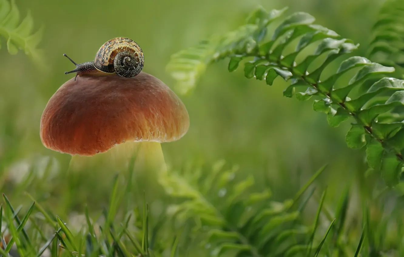 Photo wallpaper summer, mushroom, snail