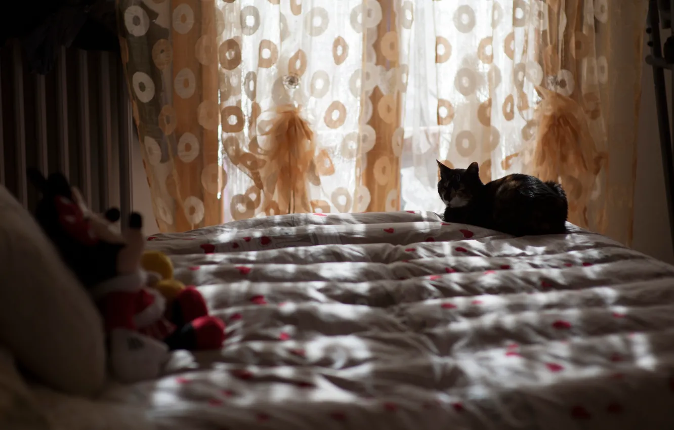Photo wallpaper cat, rays, light, comfort, room, mood, toy, linen