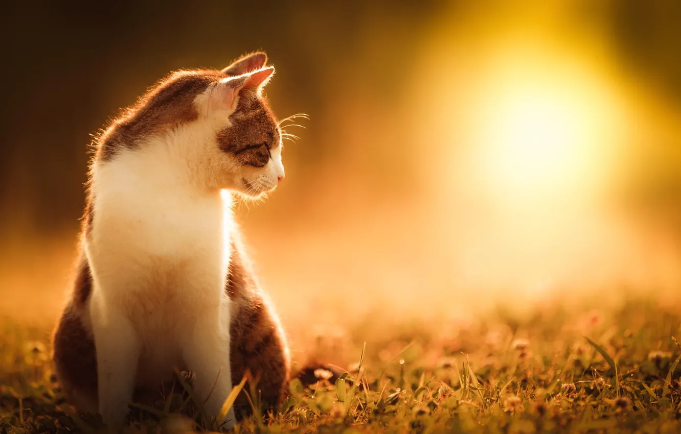 Photo wallpaper cat, summer, grass, cat, the sun, nature