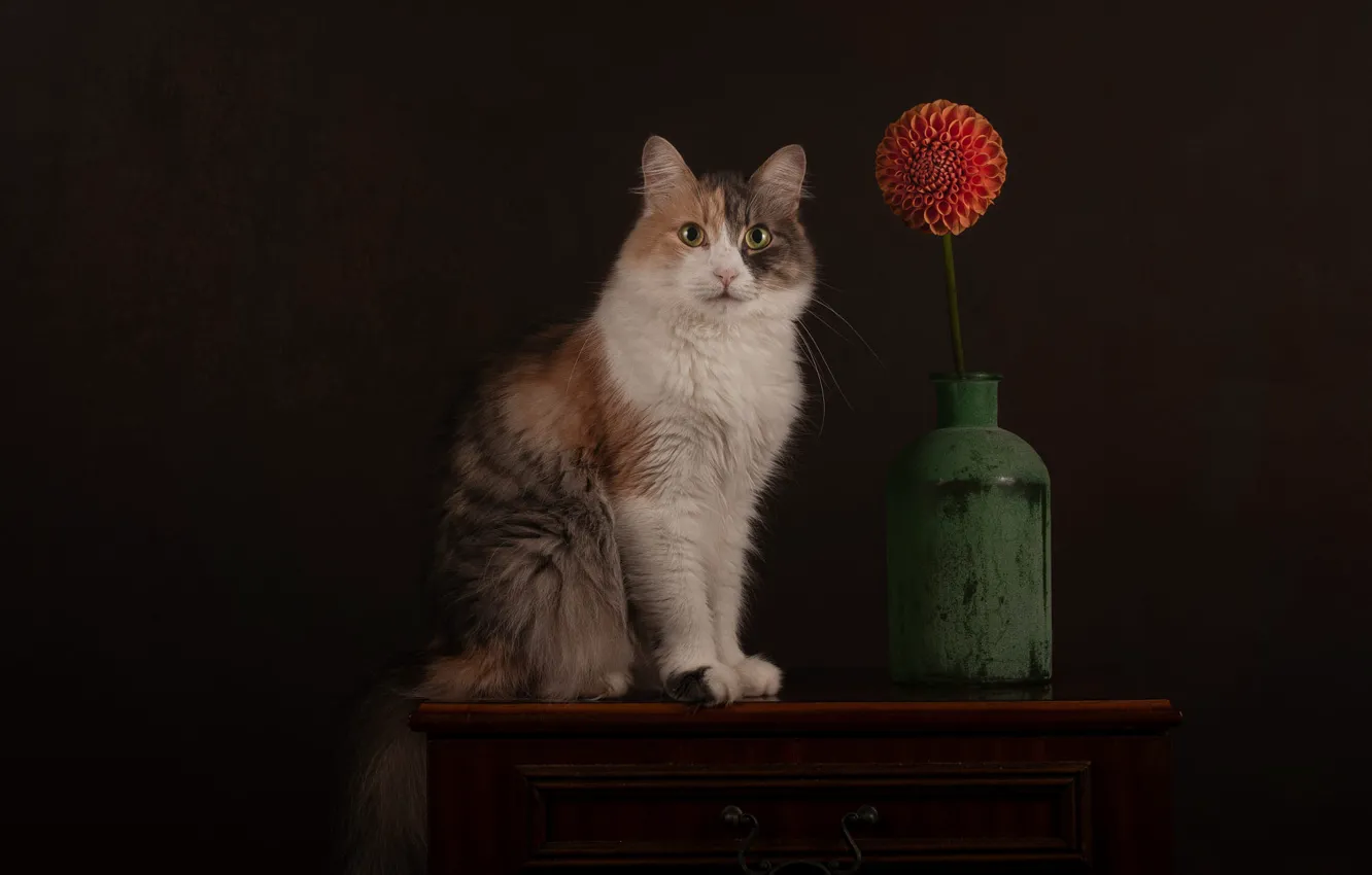 Photo wallpaper cat, cat, look, flowers, pose, the dark background, face, sitting
