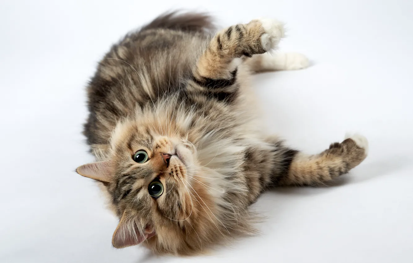 Photo wallpaper cat, cat, look, legs