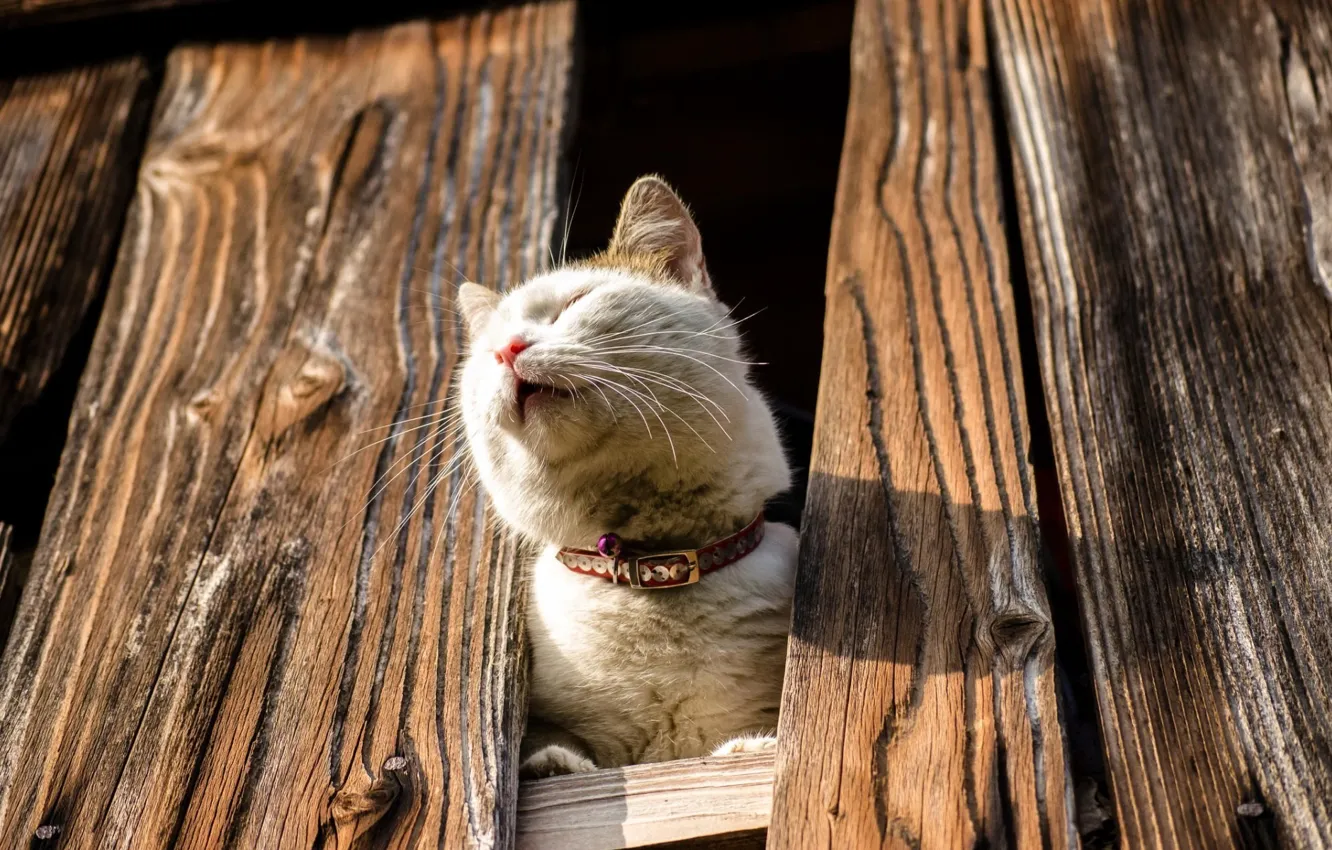 Photo wallpaper cat, Board, the fence, collar