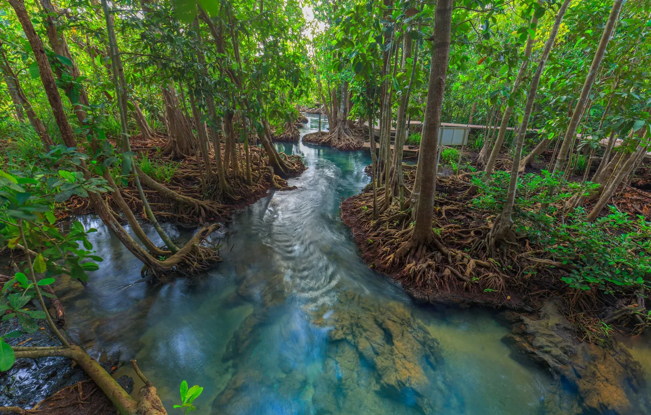 Photo wallpaper forest, lake, river, forest, tropical, landscape, beautiful, lake