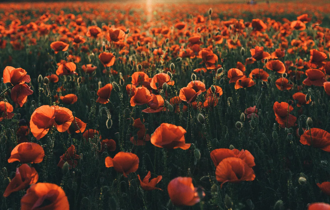 Photo wallpaper summer, light, sunset, flowers, red, glade, Maki, the evening