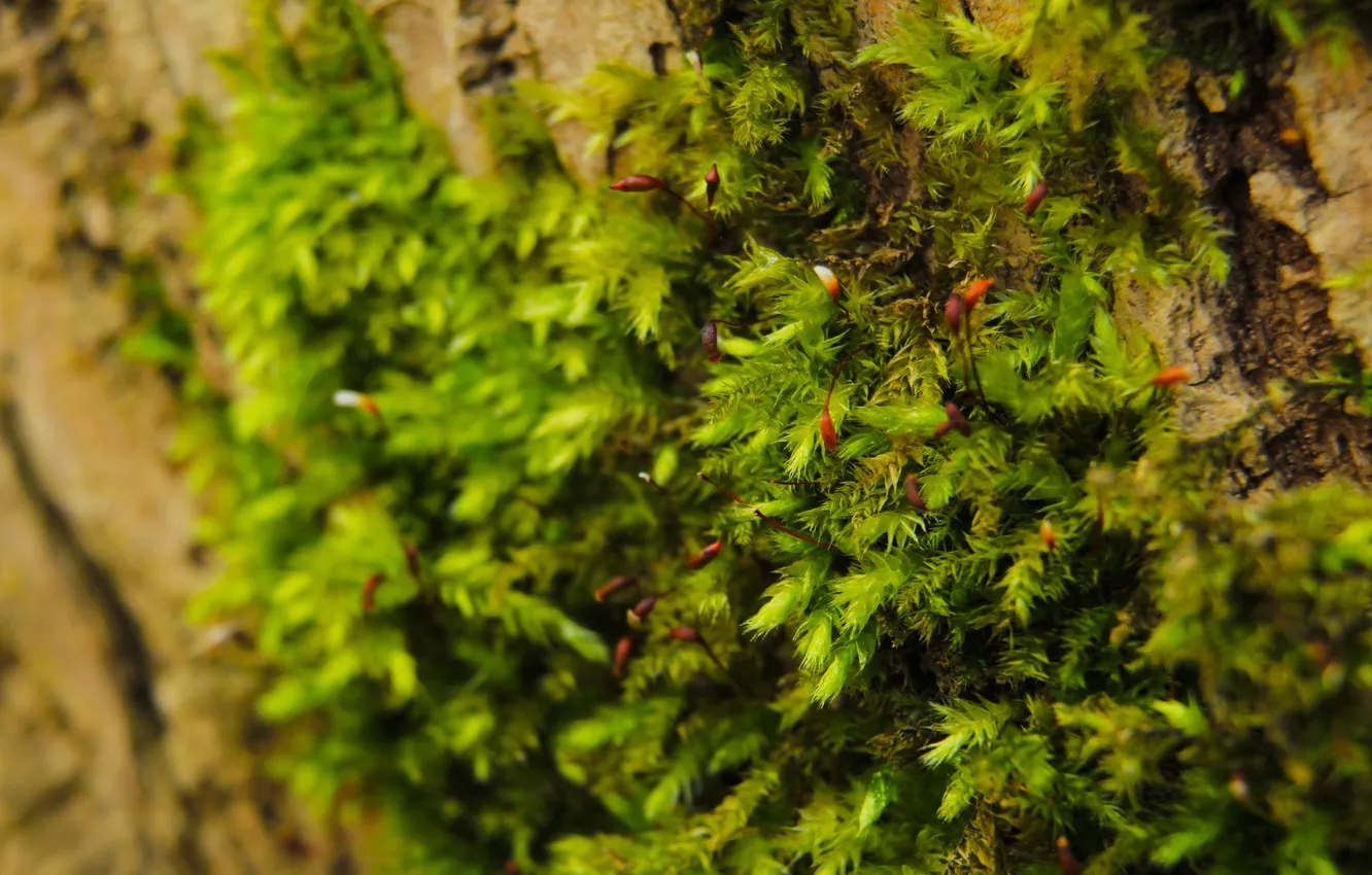 Photo wallpaper green, plant, moss