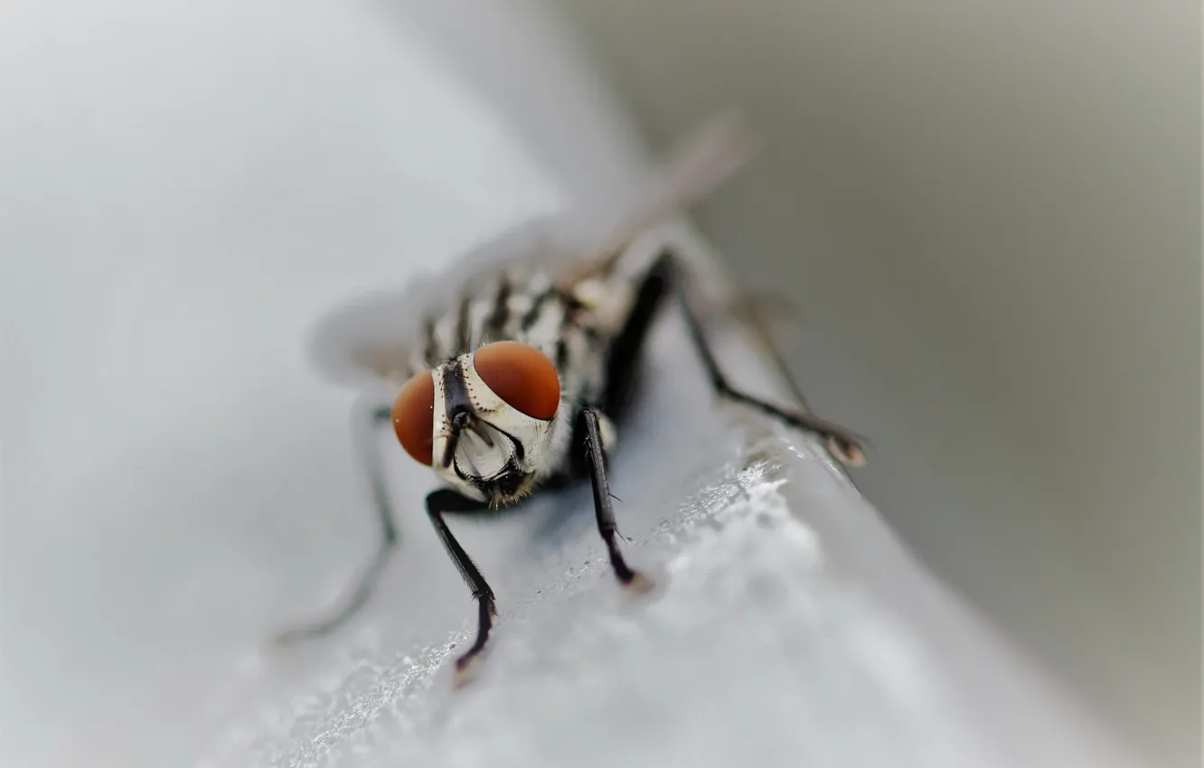 Photo wallpaper nature, fly, background