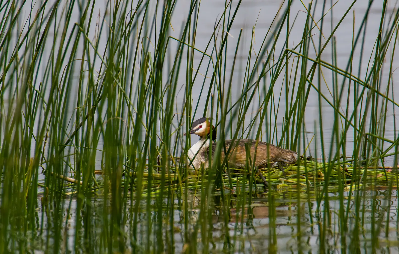 Photo wallpaper nature, lake, bird, socket, sitting