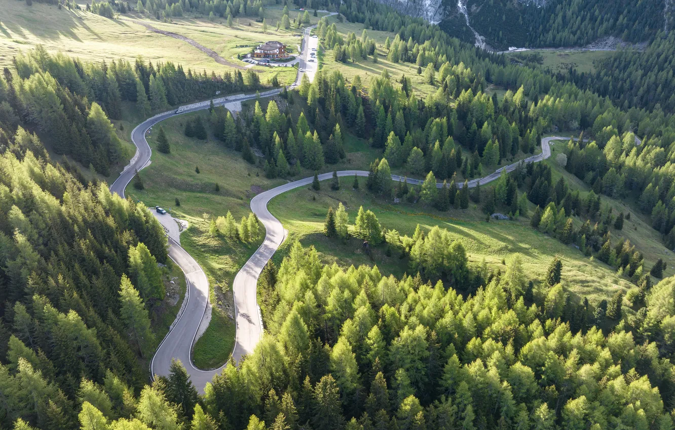 Photo wallpaper forest, trees, path