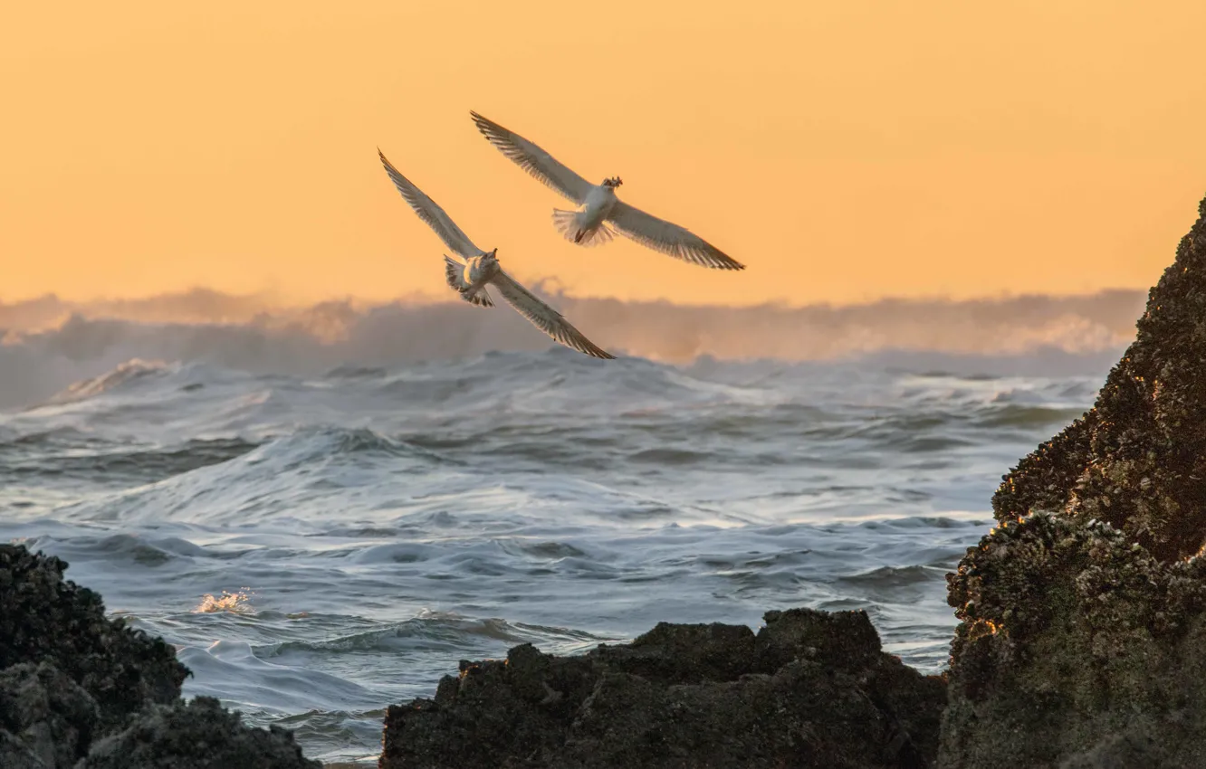 Photo wallpaper sea, wave, flight, rocks, bird, seagulls, mining, two seagulls