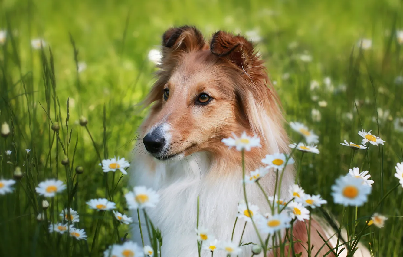 Photo wallpaper look, flowers, glade, portrait, chamomile, dog, face, collie