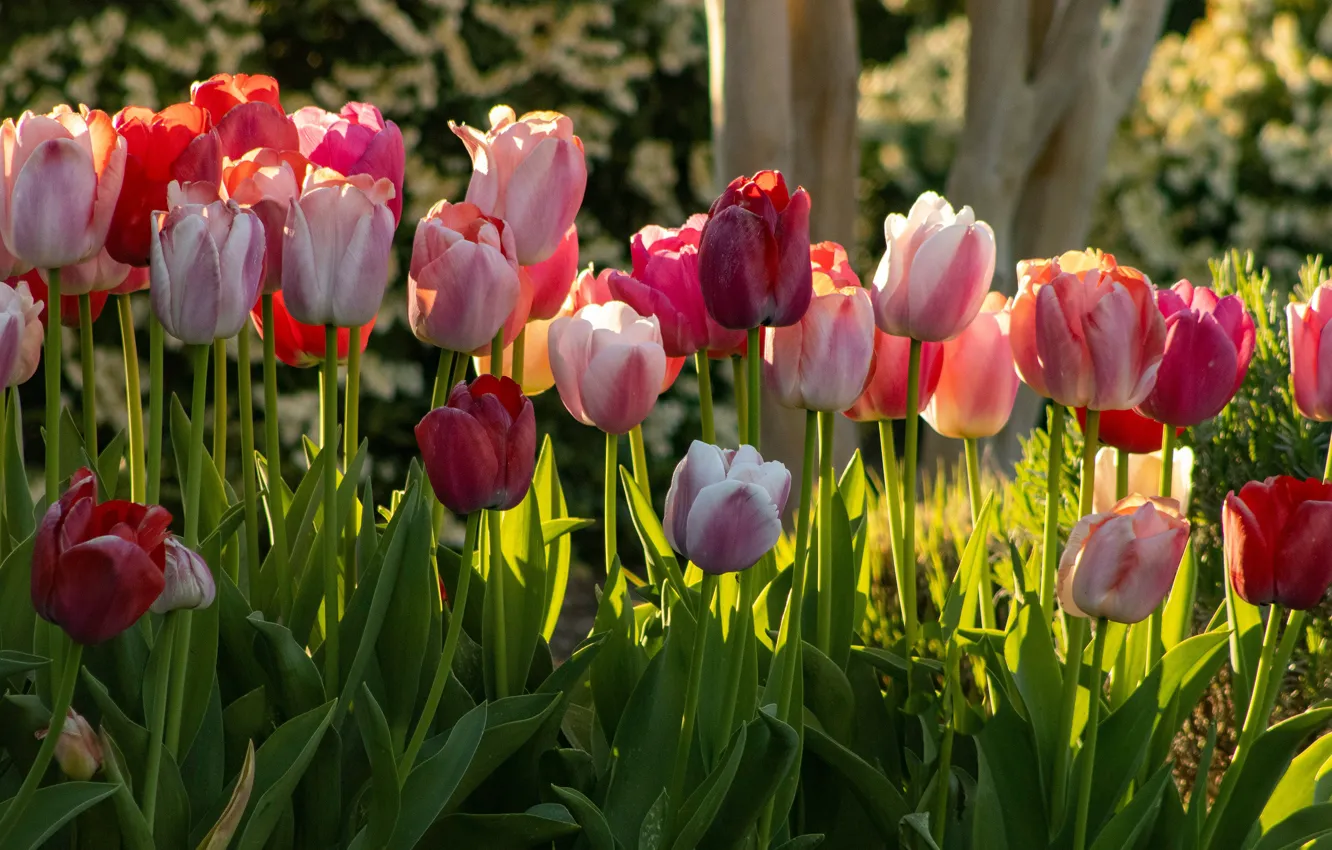 Photo wallpaper light, flowers, bright, spring, garden, tulips, red, pink