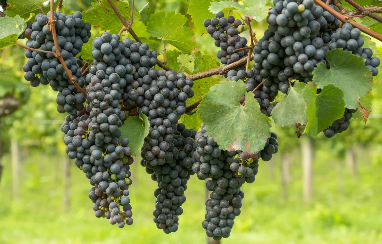 Photo wallpaper leaves, blue, grapes, a lot, bunches