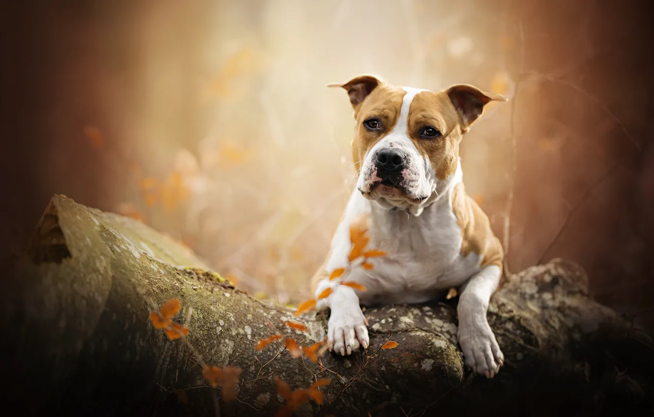 Photo wallpaper autumn, portrait, dog, log, bokeh, American Staffordshire Terrier