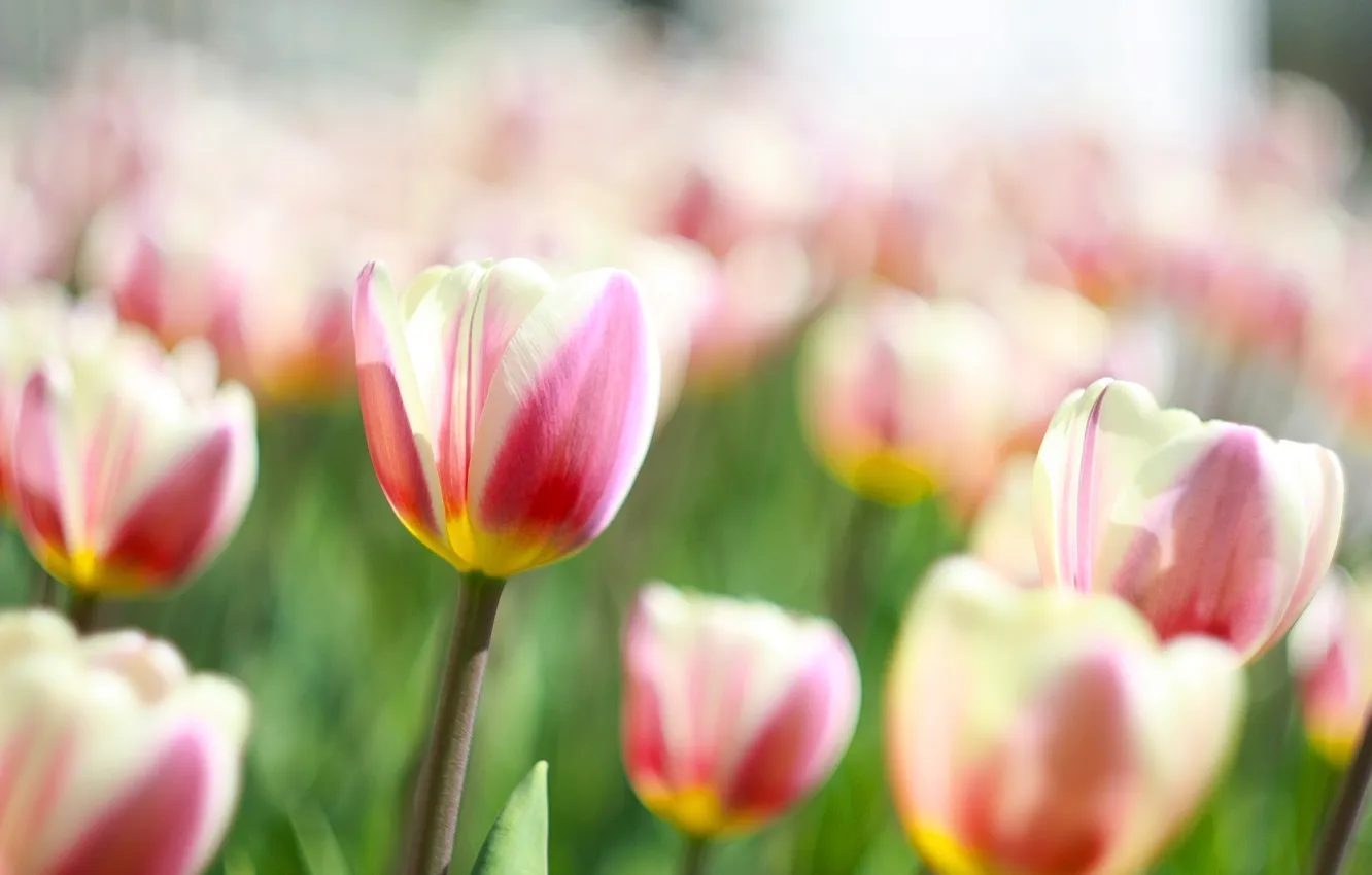 Photo wallpaper macro, flowers, bouquet, tulips